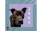 Adopt Jake a Black Mixed Breed (Medium) / Mixed dog in Ashtabula, OH (40954780)