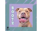 Adopt Bootz a Tan/Yellow/Fawn Mixed Breed (Medium) / Mixed Breed (Medium) /