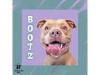 Adopt Bootz a Tan/Yellow/Fawn Mixed Breed (Medium) / Mixed dog in Ashtabula