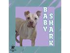 Adopt Baby Shark a Tan/Yellow/Fawn Mixed Breed (Medium) / Mixed dog in