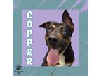 Adopt Copper a Black Mixed Breed (Small) / Mixed Breed (Medium) / Mixed (short