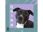 Adopt Quinn a Black Mixed Breed (Medium) / Mixed Breed (Medium) / Mixed (short