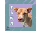 Adopt Fawn a Tan/Yellow/Fawn Mixed Breed (Small) / Mixed Breed (Medium) / Mixed