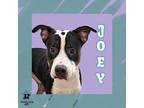 Adopt Joey a Black Mixed Breed (Large) / Mixed dog in Ashtabula, OH (40825496)