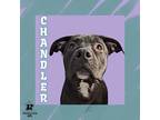 Adopt Chandler a Black Mixed Breed (Small) / Mixed Breed (Medium) / Mixed (short