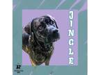 Adopt Jingle a Black Mixed Breed (Large) / Mixed dog in Ashtabula, OH (40616673)