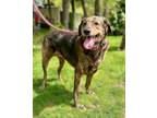 Adopt Willow *In Foster Care* a Brindle Plott Hound / Mixed Breed (Medium) /