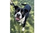 Adopt Roxanne a Black American Pit Bull Terrier / Mixed Breed (Medium) / Mixed