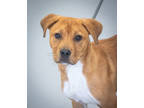 Adopt Porkchop a Red/Golden/Orange/Chestnut Mixed Breed (Large) / Mixed dog in