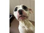 Adopt Lady a White American Pit Bull Terrier / Mixed dog in Winfield