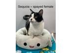 Adopt Sequoia a Black & White or Tuxedo Domestic Shorthair (short coat) cat in