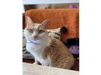 Adopt Chardonnay (in Foster) a White Domestic Shorthair / Domestic Shorthair /