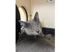 Adopt Smudge IN FOSTER a Gray or Blue Domestic Shorthair / Mixed Breed (Medium)