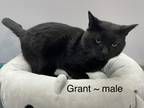 Adopt Grant a Black (Mostly) Domestic Shorthair (short coat) cat in Fairmont