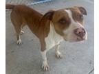 Adopt DAWN a American Pit Bull Terrier / Boxer / Mixed dog in Sandusky