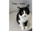 Adopt Tripp a Black & White or Tuxedo Domestic Shorthair (short coat) cat in