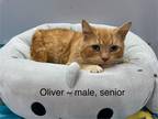 Adopt Oliver a Orange or Red Tabby Domestic Shorthair (short coat) cat in