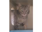 Adopt Lyra a Gray, Blue or Silver Tabby Domestic Shorthair (short coat) cat in