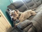 Adopt Beau a Gray/Blue/Silver/Salt & Pepper American Staffordshire Terrier /