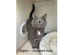 Adopt Aspen a Gray or Blue (Mostly) Domestic Shorthair (short coat) cat in