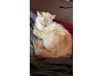 Adopt MissCece a White (Mostly) Domestic Longhair / Mixed (long coat) cat in