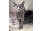 Adopt Dodger a Gray or Blue Domestic Shorthair (short coat) cat in Fairmont