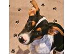 Adopt Rose a White - with Black Mixed Breed (Medium) dog in Colorado Springs