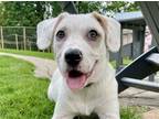 Adopt Burrata a White Pit Bull Terrier / Mixed dog in Alpharetta, GA (40911051)