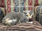 Adopt Flora a Calico or Dilute Calico Domestic Shorthair (short coat) cat in