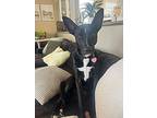 Adopt Athena a Black - with White Australian Kelpie / Border Collie / Mixed dog