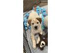 Adopt Prudence Puppy - Hailey a White - with Tan, Yellow or Fawn Boxer / Mixed
