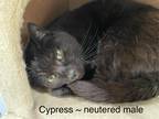 Adopt Cypress a Brown or Chocolate Domestic Shorthair (short coat) cat in