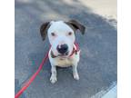 Adopt Dolly P.* a Pit Bull Terrier / Mixed dog in Pomona, CA (41365035)