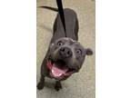Adopt Sean Penn* a Pit Bull Terrier / Mixed dog in Pomona, CA (41365032)
