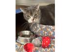 Adopt Alfie a Gray or Blue Domestic Shorthair / Domestic Shorthair / Mixed cat