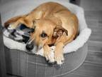 Adopt Harleigh a Tan/Yellow/Fawn Rhodesian Ridgeback / German Shepherd Dog dog