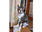 Adopt Max a White Domestic Shorthair / Domestic Shorthair / Mixed cat in Palm