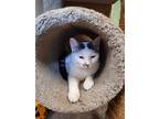 Adopt Cisco a White Domestic Shorthair / Domestic Shorthair / Mixed cat in Palm