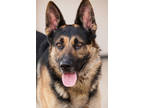 Adopt Titus a Black German Shepherd Dog / Mixed dog in Wickenburg, AZ (41163749)