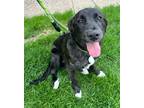 Adopt Pip a Black American Staffordshire Terrier / Mixed Breed (Medium) / Mixed
