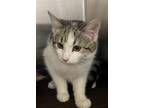 Adopt Travis a White Domestic Shorthair / Domestic Shorthair / Mixed cat in Oak