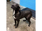 Adopt Ruger a Black German Shorthaired Pointer / Retriever (Unknown Type) /