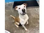Adopt Aurora a White Terrier (Unknown Type, Small) / Mixed dog in Paducah