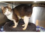 Adopt Red a Gray or Blue Domestic Shorthair / Domestic Shorthair / Mixed (short