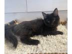 Adopt Matilda - MS a All Black Domestic Longhair / Mixed (long coat) cat in