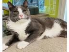 Adopt Yolando a Domestic Shorthair / Mixed cat in Fresno, CA (41364722)