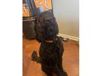 Adopt Gordon a Black Goldendoodle / Mixed dog in Dayton, OH (41364696)