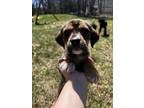 Adopt Bonnie a Tricolor (Tan/Brown & Black & White) Beagle / Mixed dog in
