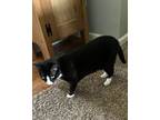 Adopt CC a Black & White or Tuxedo American Shorthair / Mixed (short coat) cat