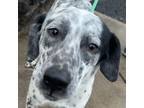 Adopt Doctor Dots a White - with Black Pointer / Dalmatian dog in Mishawaka